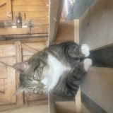 Kovu
