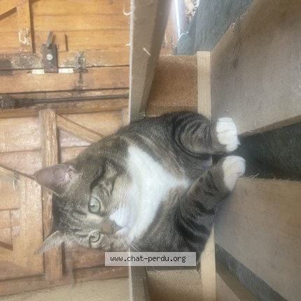 Photo 1/1 Kovu Chat perdu à Beaurieux