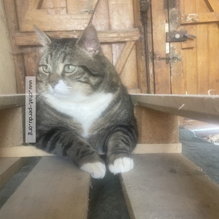 Photo 1/1 Kovu Chat perdu à Beaurieux