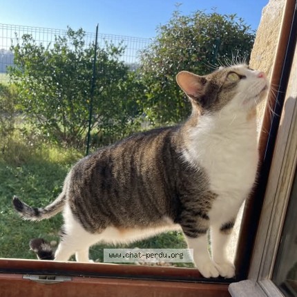 Photo 1/1 Pacha Chat perdu à Sorges Et Ligueux En Perigord S