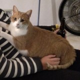 Tigrou