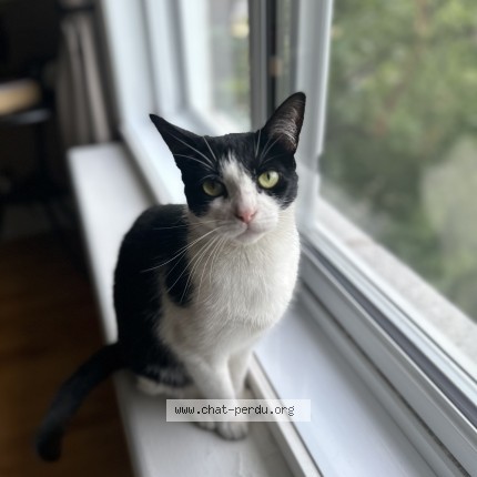 Photo 1/1 Chat trouvé Trouvé à Montreal