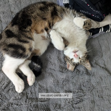 Photo 1/1 Bigorneau Chat perdu à Toulouse