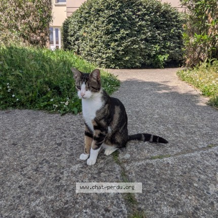Photo 1/2 Bigorneau Chat perdu à Toulouse