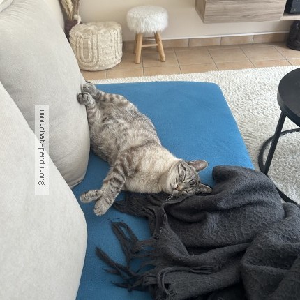 Photo de chat perdu à Le Plessis Pate
