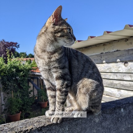 Photo de chat perdu à Aytre