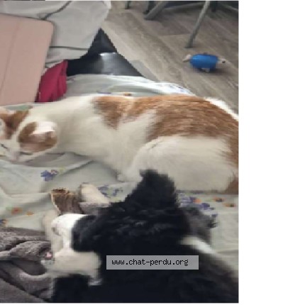 Photo de chat perdu à Roanne