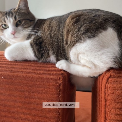 Photo 1/1 winnie Chat perdu à Rennes