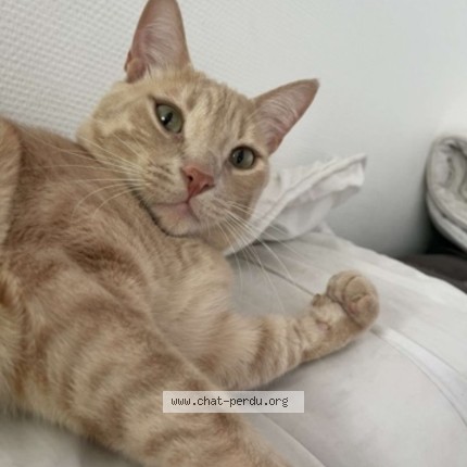 Photo de chat perdu à Echirolles