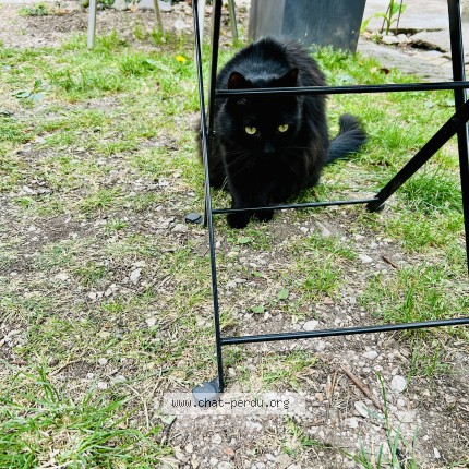 Photo 1/1 Naerobi Chat perdu à Dijon