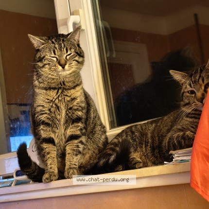 Photo de chat perdu à Saint Remy