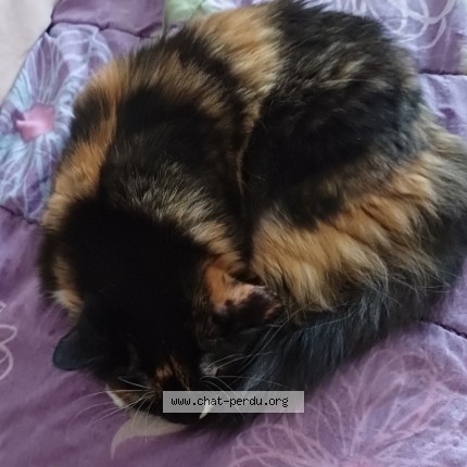 Photo de chat trouvé à Orleans