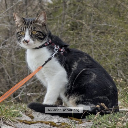 Photo 1/1 Chat retrouvé Perdu à Chalon Sur Saone