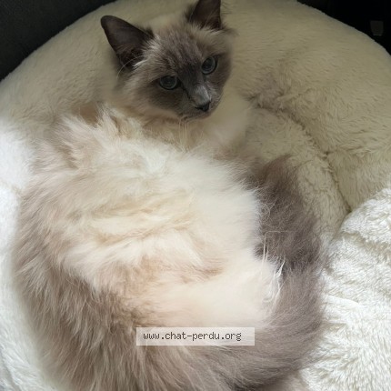 Photo de chat perdu à St Maurice