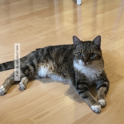 Photo de chat perdu à Paris