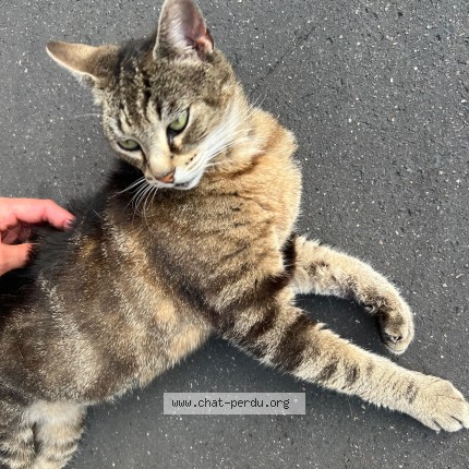 Photo de chat trouvé à Saint Denis