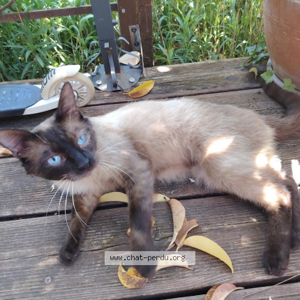Photo de chat perdu à Villeneuve Les Avignon