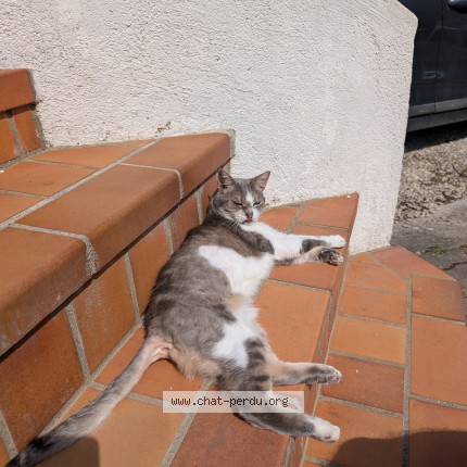 Photo 1/1 Nami Chat perdu à Troyes