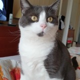 Mimi