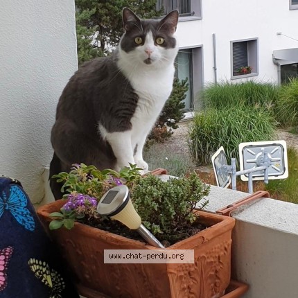 Photo 2/2 Mimi Chat perdu à Lausanne