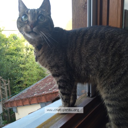 Photo de chat perdu à Decize