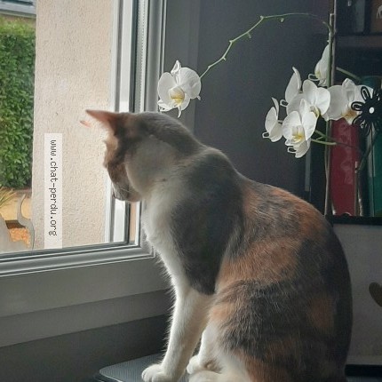 Photo 1/1 Mia Chat perdu à Sceaux D Anjou