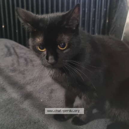 Photo 1/4 Ninette Chat perdu à Bretigny Sur Orge