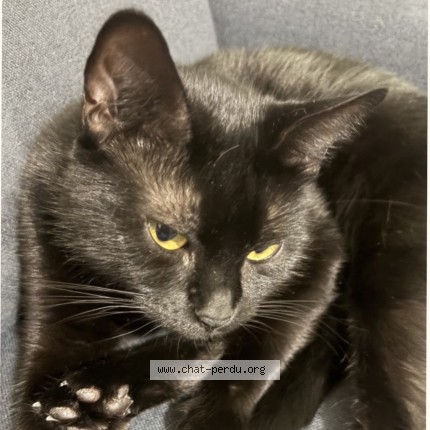 Photo 2/4 Ninette Chat perdu à Bretigny Sur Orge