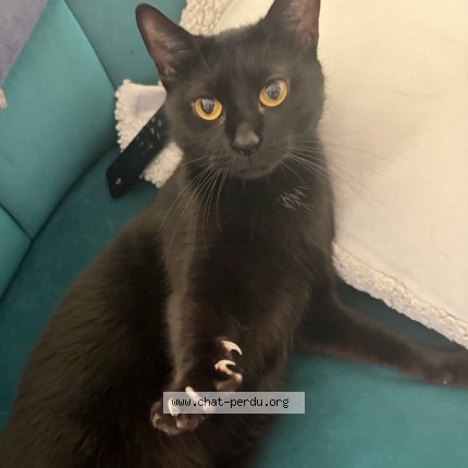 Photo 3/4 Ninette Chat perdu à Bretigny Sur Orge