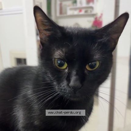 Photo 4/4 Ninette Chat perdu à Bretigny Sur Orge