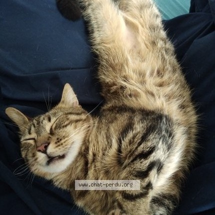 Photo 1/1 Chat retrouvé Perdu à Varaville