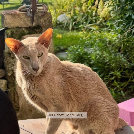 Photo 1/1 Lutens Chat perdu à Lavigny
