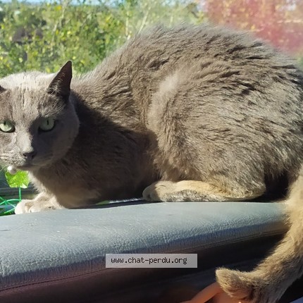 Photo de chat perdu à Lamastre