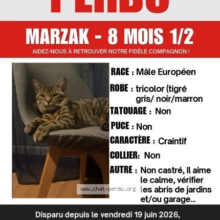 Photo 1/4 MARZAK Chat perdu à Auxerre