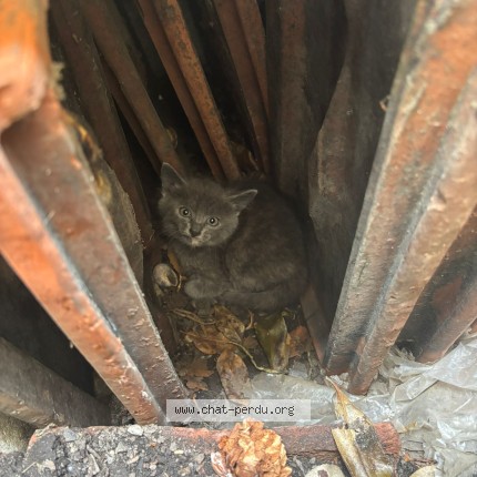 Photo 1/4 Chat trouvé Trouvé à Lyon