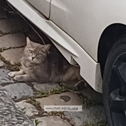 Photo 2/4 Chat trouvé Trouvé à Lyon