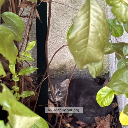 Photo 3/4 Chat trouvé Trouvé à Lyon
