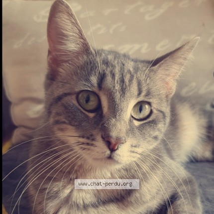 Photo 1/1 Kasumi Chat perdu à Sotteville Les Rouen