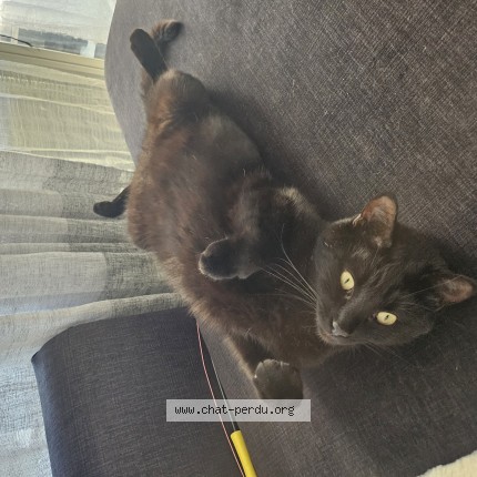 Photo de chat perdu à Brax