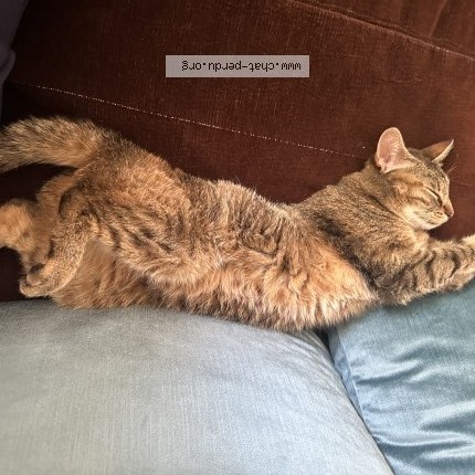 Photo 1/1 mimichat Chat perdu à Clichy Sous Bois