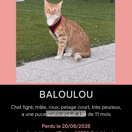Photo 1/5 Baloulou Chat perdu à Saint Ismier