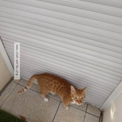Photo 2/5 Baloulou Chat perdu à Saint Ismier