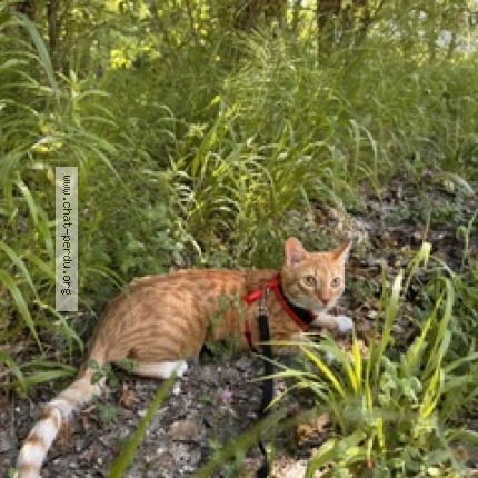 Photo 5/5 Baloulou Chat perdu à Saint Ismier