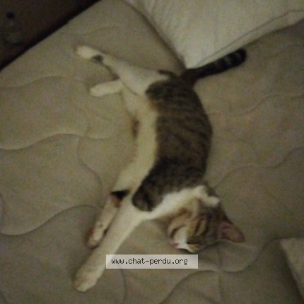 Photo de chat perdu à Nomeny