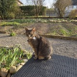 Junior
