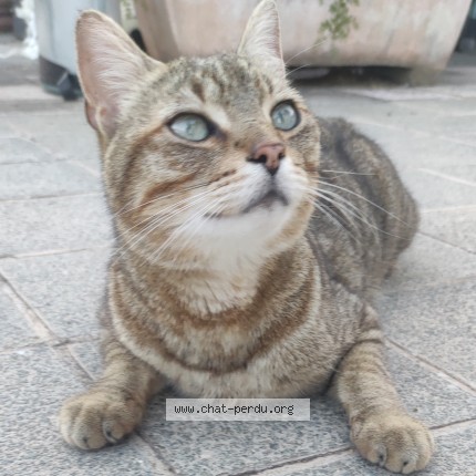 Photo de chat trouvé à Mandelieu