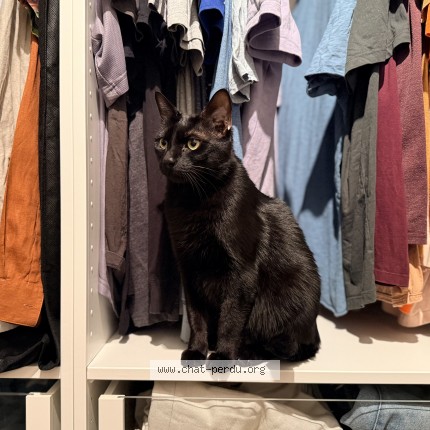 Photo 1/1 Pikachu Chat perdu à Aubervilliers