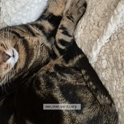 Photo de chat perdu à Ballainvilliers