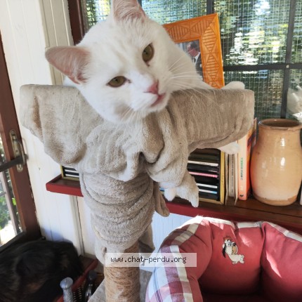 Photo 1/1 Eliotte Chat perdu à Tremblay En France