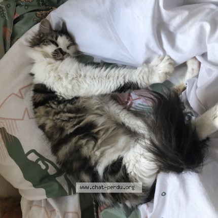 Photo 1/1 quenotte Chat perdu à Chateaudun